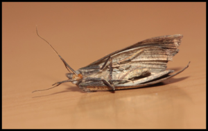 Schädling Motte (Tineola bisselliella)